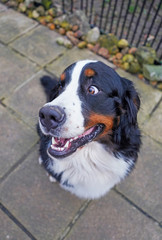 Portrait of a happy Bernese Mountain Dog, head turned away, sitting 