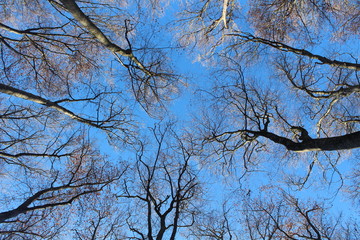 cielo