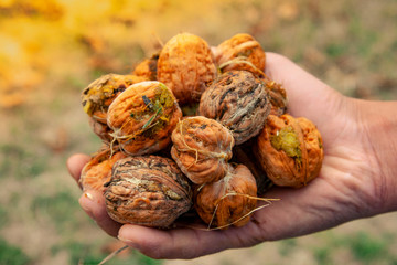 Raw walnuts in the old female hands