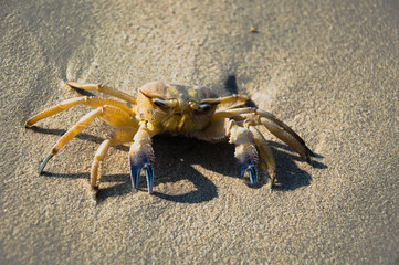 Crab on a sandy beach close-up.