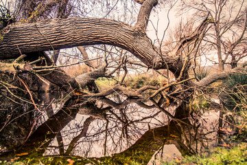 Karacabey Longoz Forests