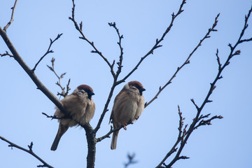 Couple of Eurasian tree sparrow birds. Passer montanus sitting on branch of tree.