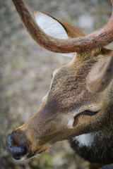 close up face of The chital (Axis axis) or spotted deer.