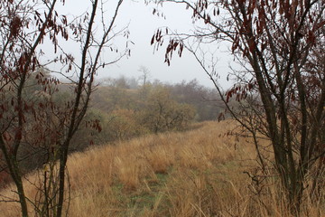 Beautiful hills on the background of trees