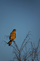 M&auml;usebussard bei Sonnenuntergang
