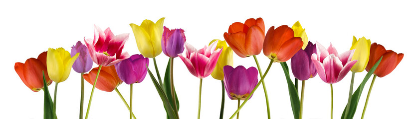isolated image of tulips on white background