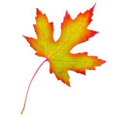 Fototapeta premium isolated image of autumn leaf on a white background