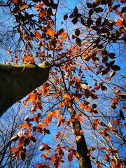 bosque 