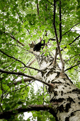 Fototapeta premium Cat in a tree