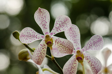 orchid on green background