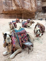 two camels in petra