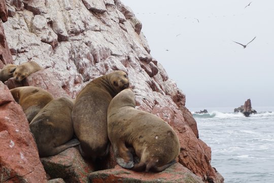 Paracas Peru seals