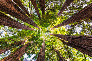 Looking up in a Coastal Redwood forest (Sequoia Sempervirens), converging tree trunks surrounded by...