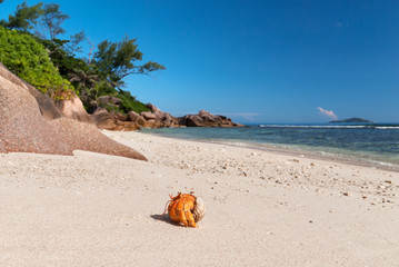 Fototapeta na wymiar Hermit crab on a white sand beach