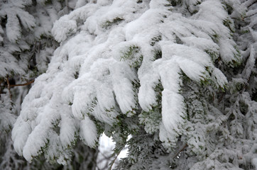 vereister Nadelbaum im Wald