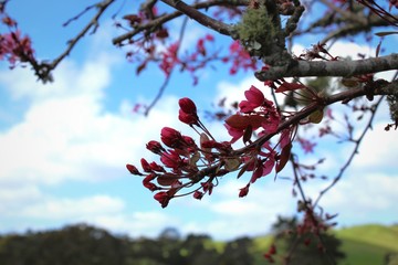close up shot of a summer flower.