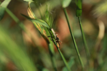 green grasshopper on plant