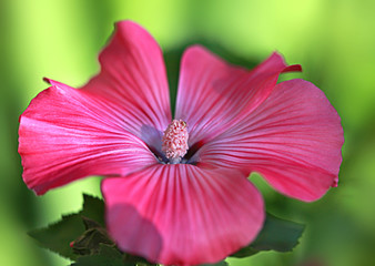 pink flower in summer garden