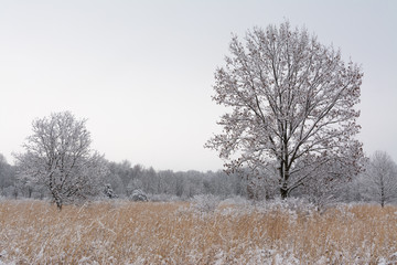Winter in the Midwest