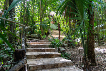 Tropical rainforest, jungle and a walkway leading to nowhere