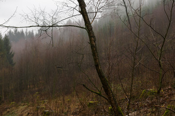 foggy german forest