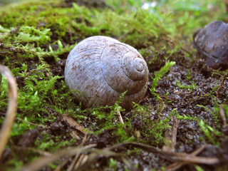 Large spiral shell of edible Roman snail (Helix pomatia or Burgundy snail) closeup on moss in garden