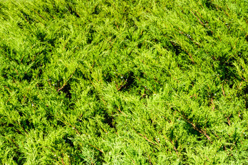 Background of the evergreen juniper bushes. Natural pattern