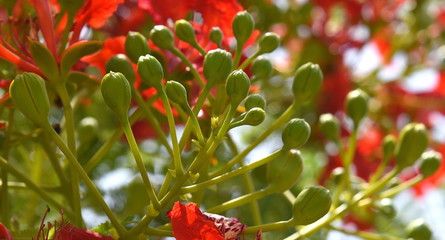 Roter Blütenstand des Flammenbaums