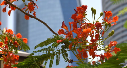 Zweige eines rot blühenden Flammenbaums vor Hochhausfassade
