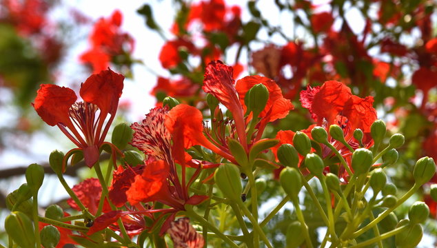 Rot bl&uuml;hender Flammenbaum