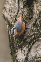 A Beautiful Eurasian Nuthatch Searching for Food in an Old Tree