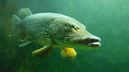 The Northern Pike - Esox Lucius. Underwater photo of predatory fish from freshwater lake. Animals...