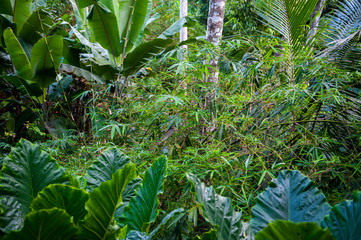 Scenic view of tropical jungle landscape with palm fronds and bamboo shoots on a hillside in the...