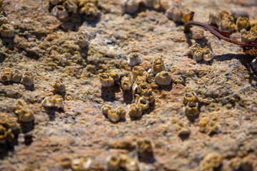 Baby barnacles on a rock