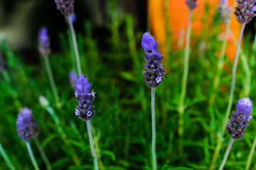 Beautiful lavender flowers. Lavender plant