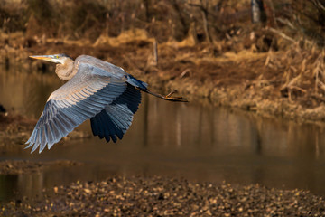 blue heron in flight