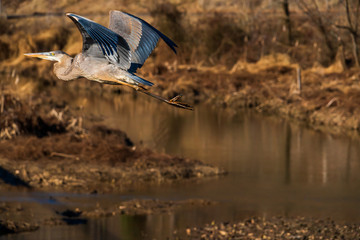 great blue heron in flight