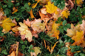 autumn leaves on grass