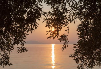 Natural sunrise over Greece and silhouette of olive tree branches. Corfu Island Beautiful greek...