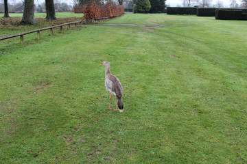 white peacock on grass