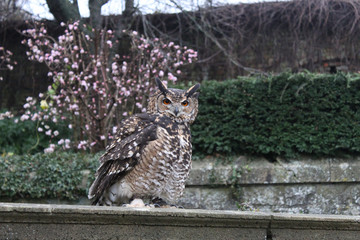 owl