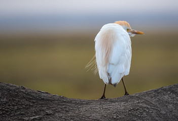 egret on the back of an elephant
