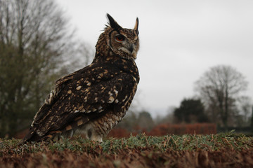 owl in forest
