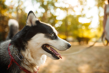 Portrait of gorgeous dog breeds husky in summer day