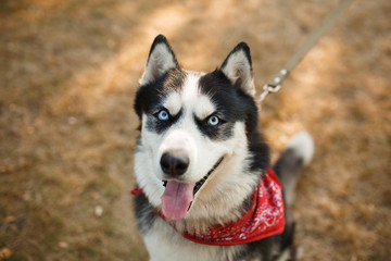 Portrait of gorgeous dog breeds husky in summer day