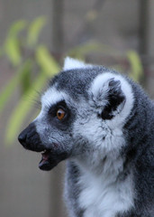 ring tailed lemur