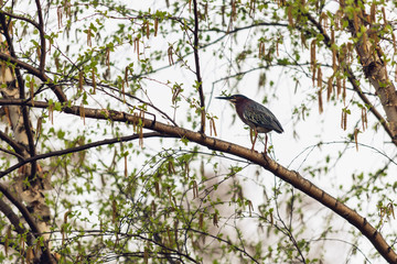 little green heron bird on a tree branch