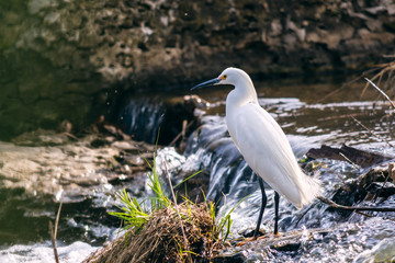 snowy egret bird hunting in a creek