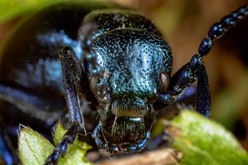 The portrait of the oil beetle (Meloe violaceus)
