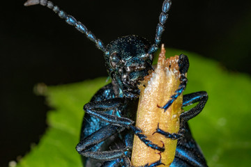 The portrait of the oil beetle (Meloe violaceus)